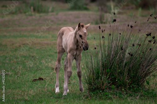 foal in the field