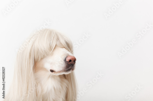 Fotografie golden retriever dog in a wig sitting in the studio closeup