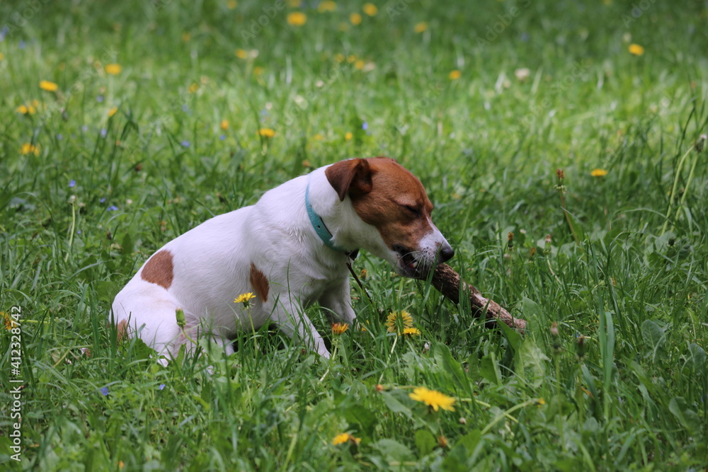 jack russell terrier playing in the grass jack russell terrier playing in the grass