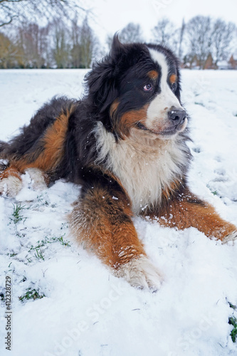 Bernese Mountain Dog lying in the snow