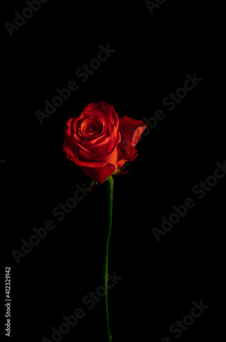 Beautiful exquisite Red rose rose on a thin stem on a black background. Dark background.