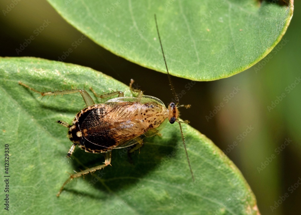 Least Yellow Cockroach (Cariblatta minima) dorsal view foraging in tree leaves in Houston, TX. Least Yellow Cockroach (Cariblatta minima) dorsal view foraging in tree leaves in Houston, TX.