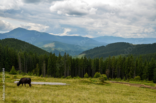 Beautiful landscape of the Carpathian Mountains and cows grazing on the highland meadow on the mountain slopes