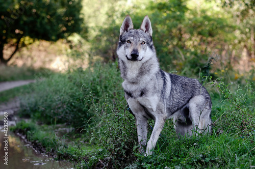 Czechoslovak Wolfdog in the nature © Johana