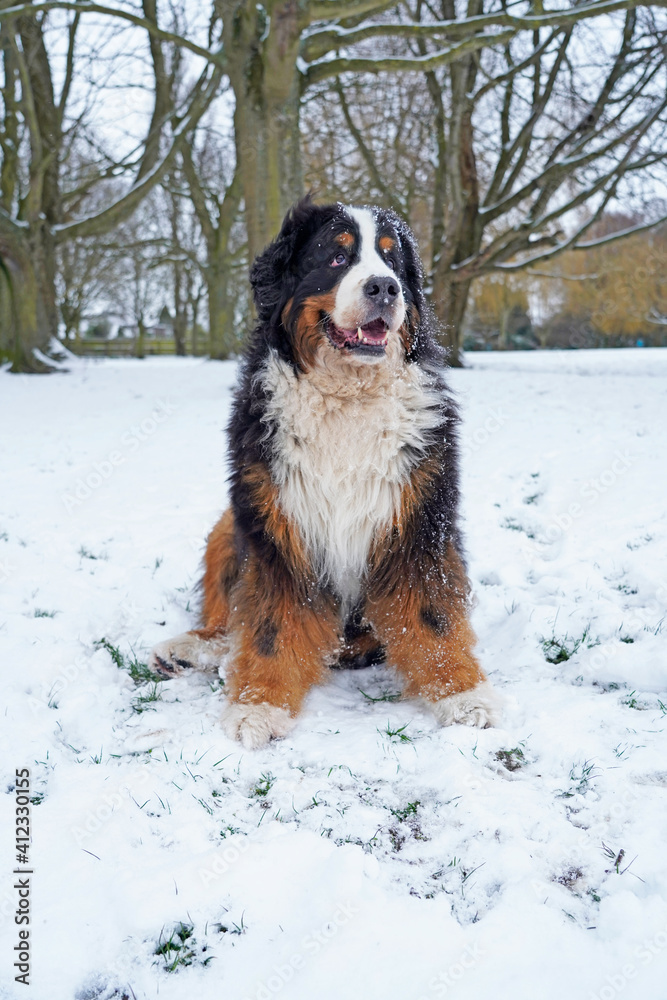 Portrait of happy Bernese Mountain Dog in the snow