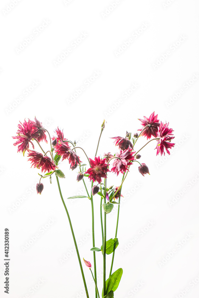 Obraz premium nice flower on the white background