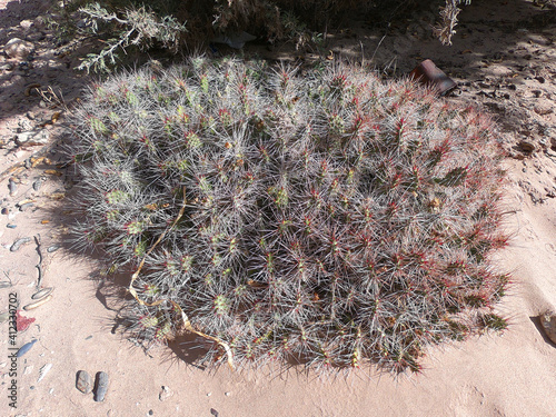 A small bush of opuntia cactus in the natural habitat