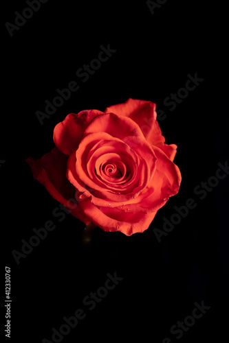 exquisite coral rose on a stem on a black background. Low key photography.