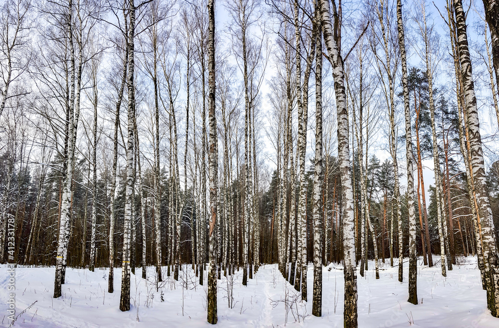 Fototapeta premium Snow-covered birch grove on a winter sunny day in Riga, Latvia. Cold winter weather.