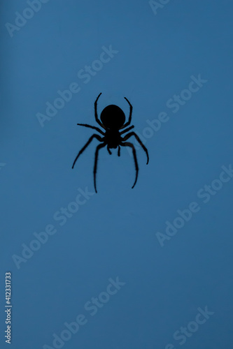 Silhouette of a spider on a blue background