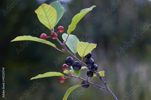 Berries of alder buckthorn (Frangula alnus). Branches of Frangula alnus with black and red berries. Fruits of Frangula alnus photo
