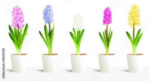 Hyacinth isolated on white big vector 3d set in white pots. Interior design  jacinth five colours white  yellow  blue  pink  purple. Hyacinthus orientalis. litwinowii  spring symbol  women day.