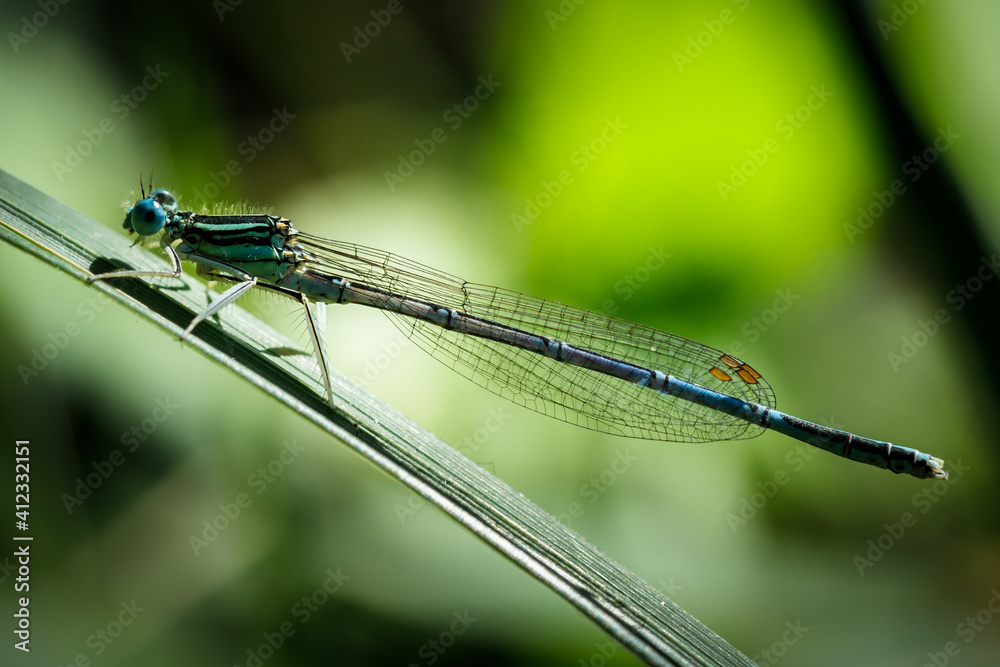 Detail of damsel fly Platycnemis pennipes