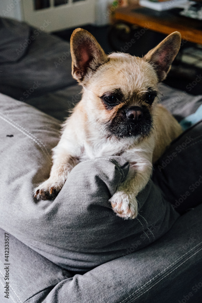 A french bulldog, shih tzu mix sitting on the back of a couch A french bulldog, shih tzu mix sitting on the back of a couch