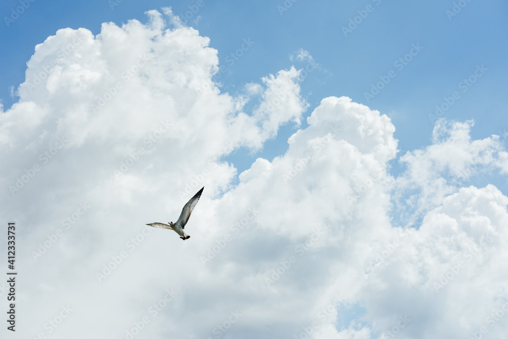 Bird Flying High Bird Flying High