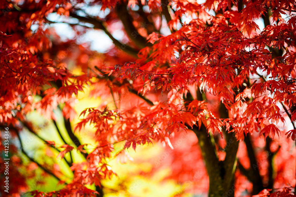 Autumn bokeh Autumn bokeh