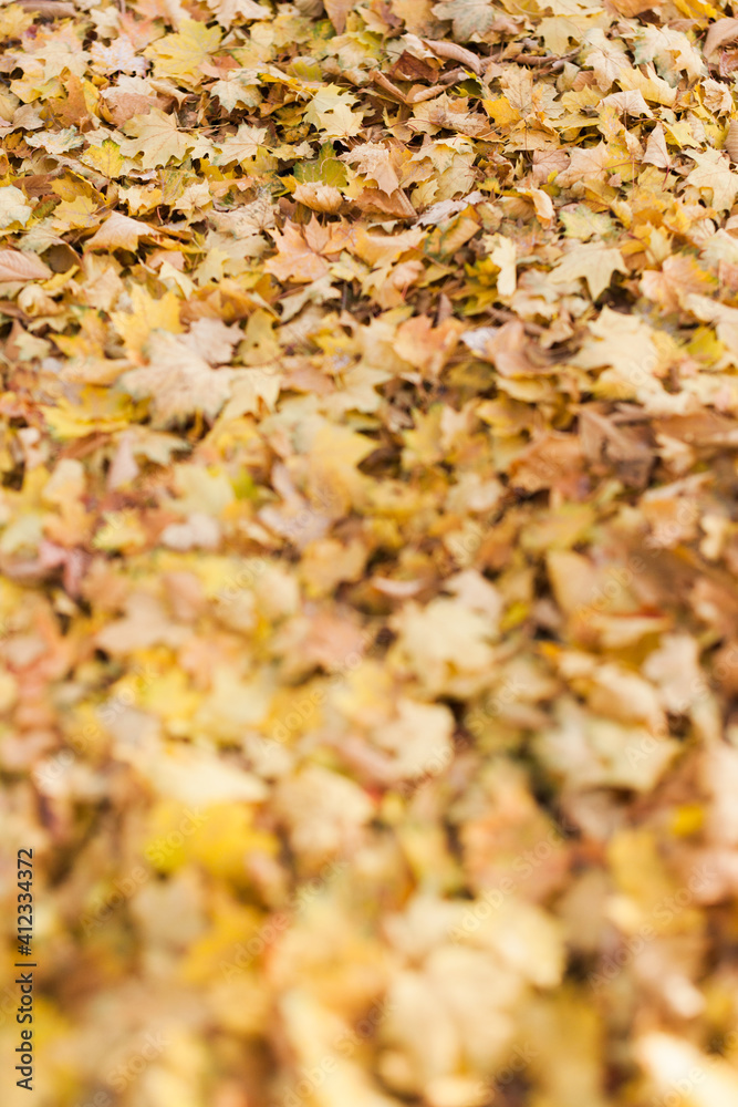 Pile of of orange and yellow maple leaves Pile of of orange and yellow maple leaves