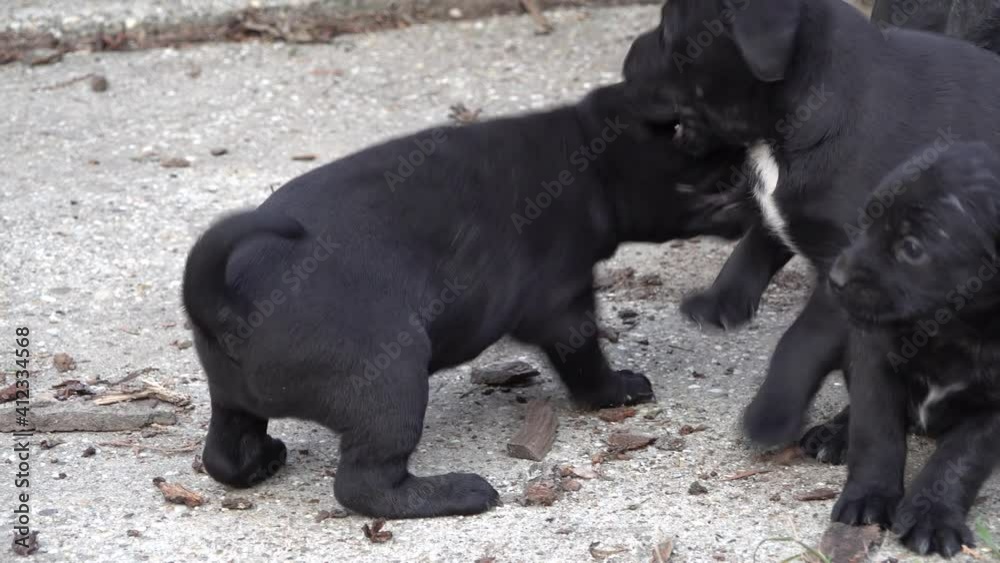 Group of black puppies playing int the yard Group of black puppies playing int the yard