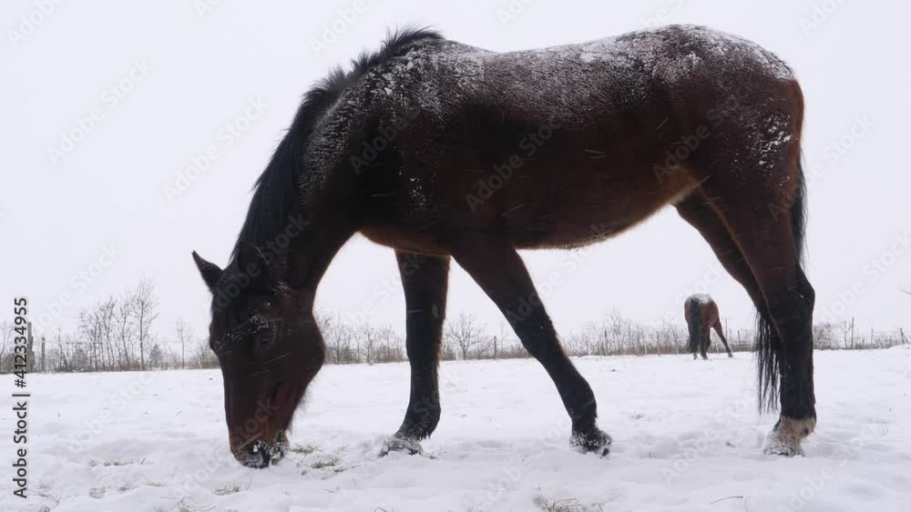 Horse covered in snow grazing in a meadow, looking for grass under snow. Winter scenery,  falling snow and a silhouette of a horse.