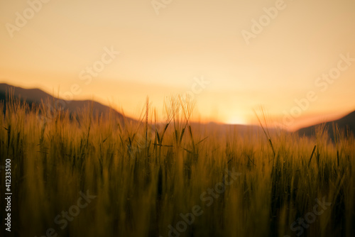 Green barley field backlit by sun setting down.