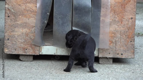 A group of black puppies go into the stall
