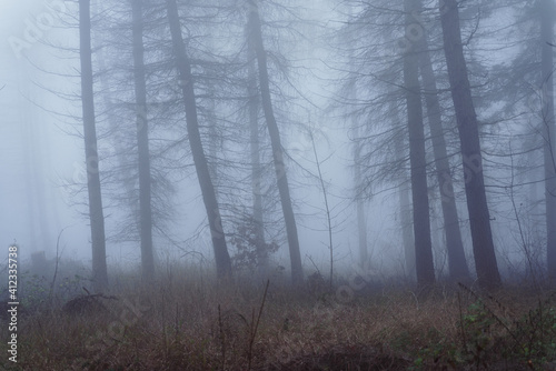 Magischer Nebelwald im kühlen Morgen