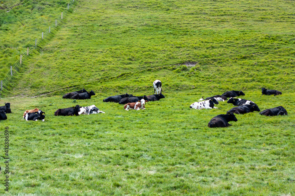 Fototapeta premium cows on pasture
