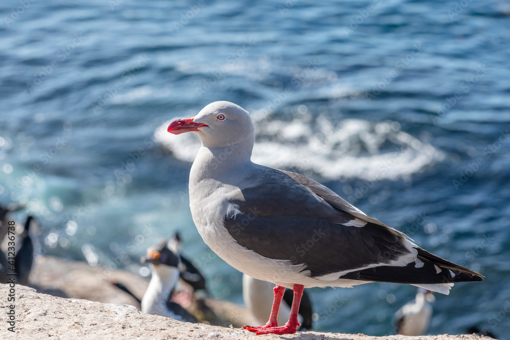 Fototapeta premium The Dolphin Gull (Larus scoresbii)