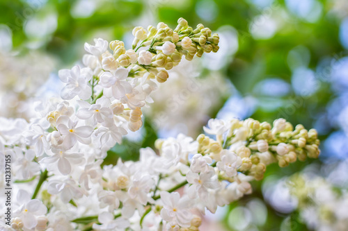 White lilac. Spring blooming flowers of White lilac on lilac bushes. Natural White Flower background outside.