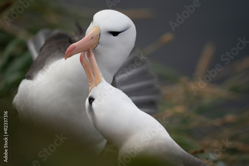 The black-browed albatross (Thalassarche melanophris)
