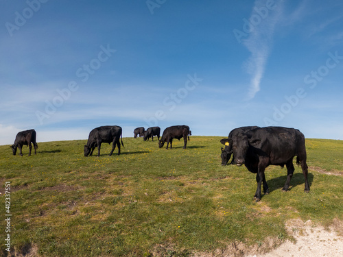 herd of cows