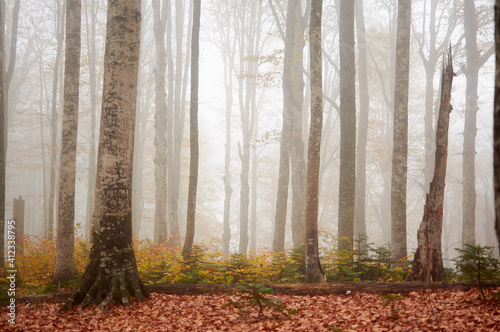 Sun rays breaking through trees in a pine forest. photo