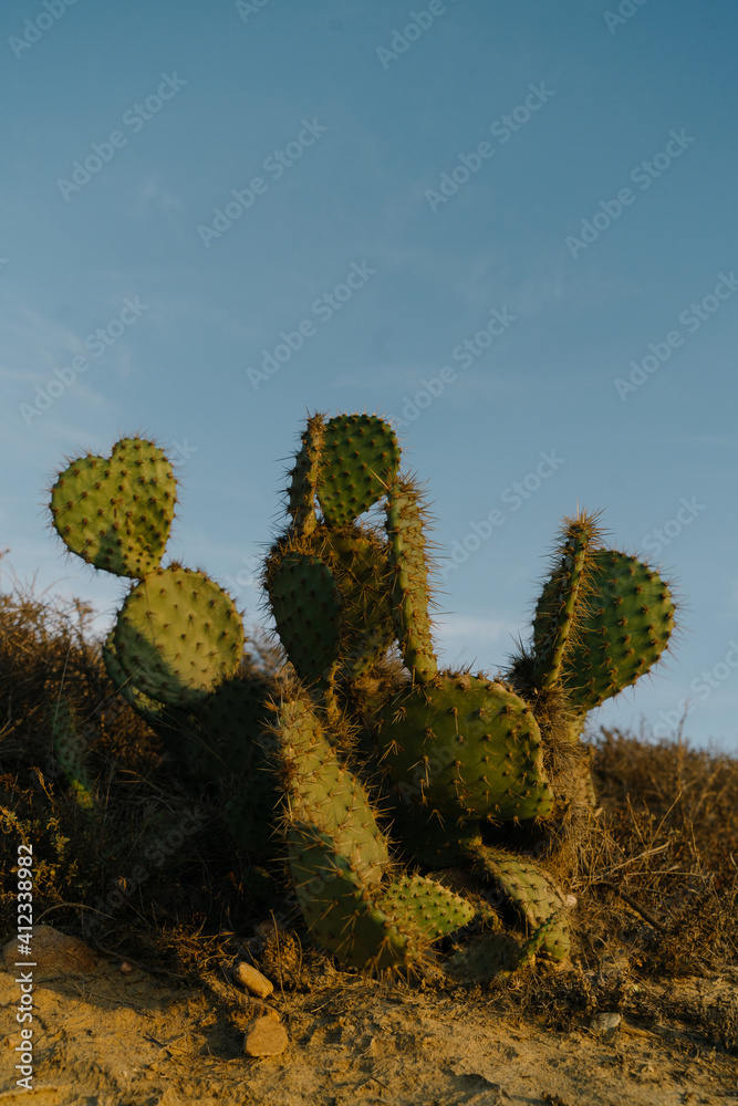 Cactus In The Wild Cactus In The Wild