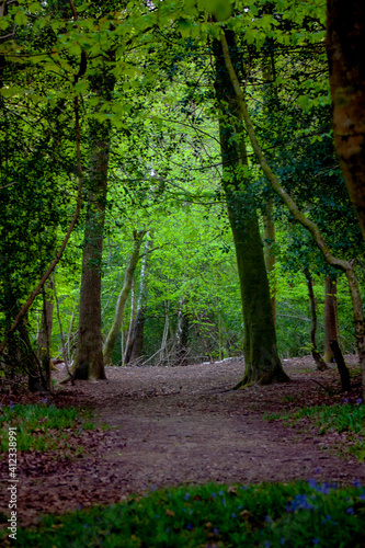 path in the forest