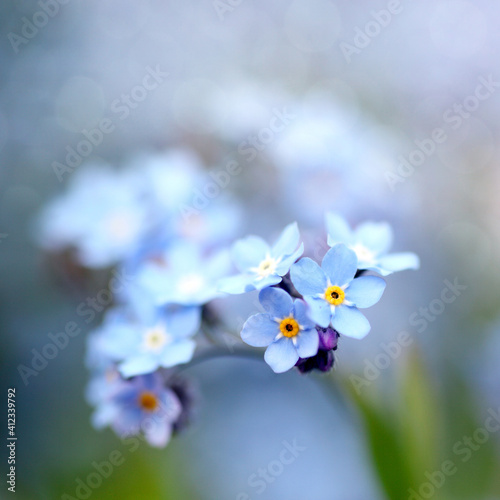 Forget-me- not photo