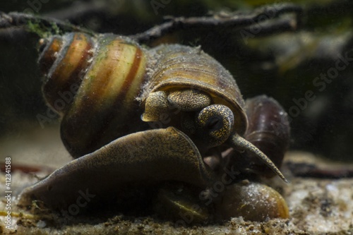 aquatic mollusk viviparous freshwater river snail, plankton feeder moves on glass and feeds on green algae in sand substrate bottom, temperate biotope aquarium
