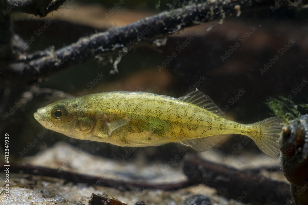 relaxed adult ninespine stickleback, tiny wild speices show natural behaviour relaxing in driftwood on sand bottom of temperate biotope aquarium, vulnerable creature relaxed adult ninespine stickleback, tiny wild speices show natural behaviour relaxing in driftwood on sand bottom of temperate biotope aquarium, vulnerable creature