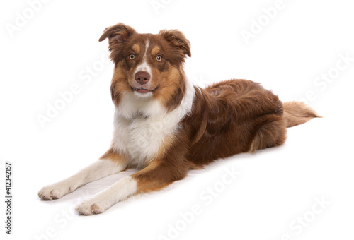 Εκτύπωση καμβά collie dog laying isolated on white