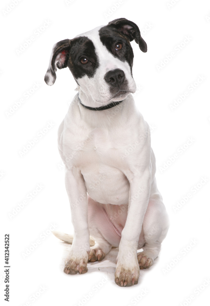 Fototapeta premium staffordshire bull terrier type puppy