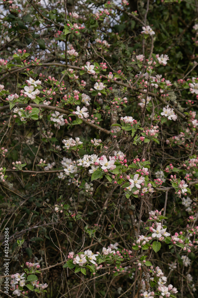 Fototapeta premium Blossoming apple tree