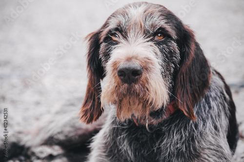 Portrait of a old crossbreed dog.