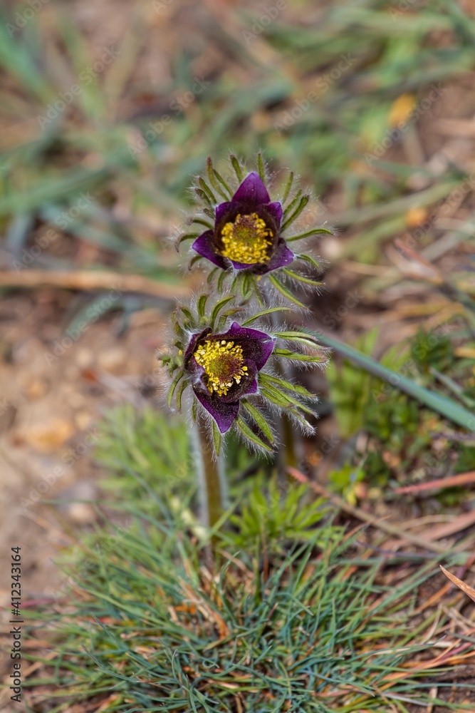 wild pasqueflower plants grow and bloom in green grass clearing, tender deep violet inflorescence, green ecotourism and thirst for life flatlay image wild pasqueflower plants grow and bloom in green grass clearing, tender deep violet inflorescence, green ecotourism and thirst for life flatlay image