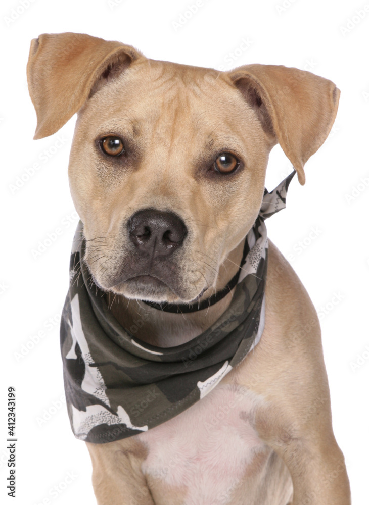 american bull dog dressed in a bandana