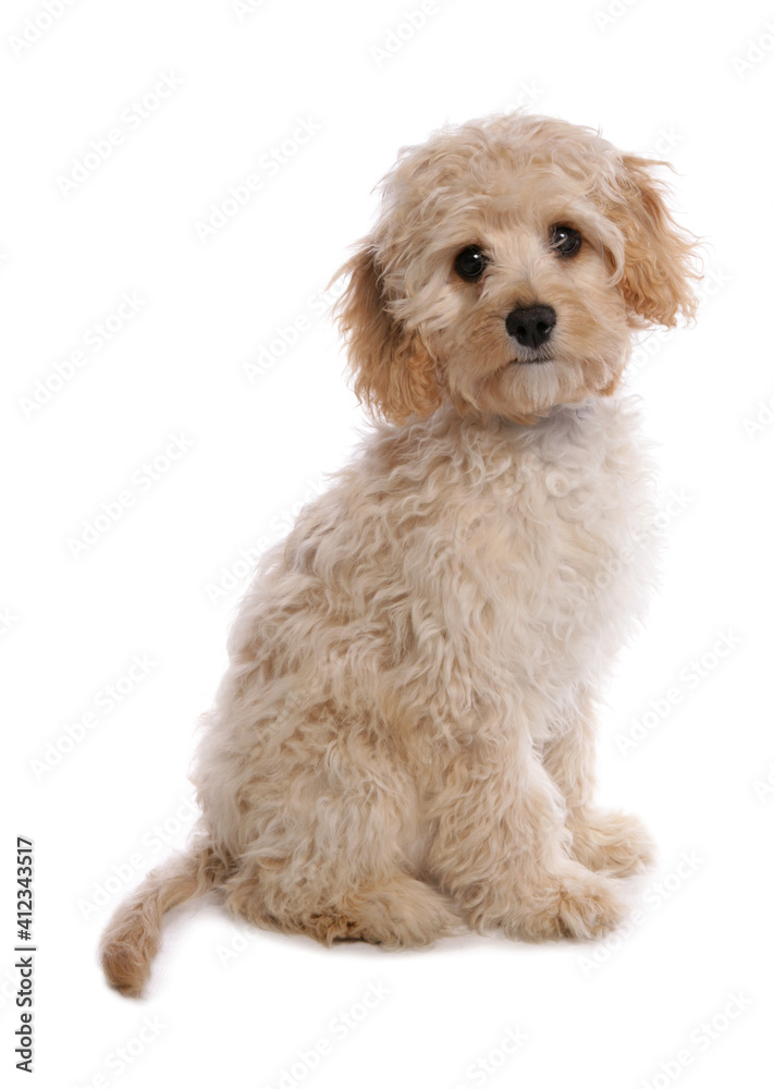 labradoodle puppy