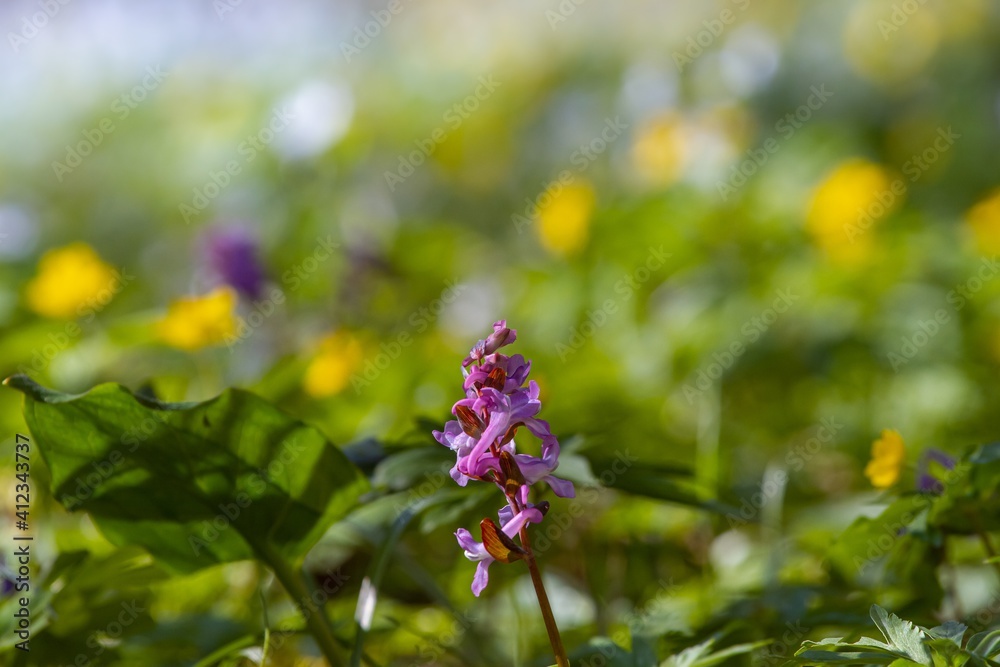 Obraz premium delicate fresh lilac fumewort blossom, possibly Corydalis solida in morning sun, forest meadow in dark blurred bokeh, seasonal nature awakening macro image
