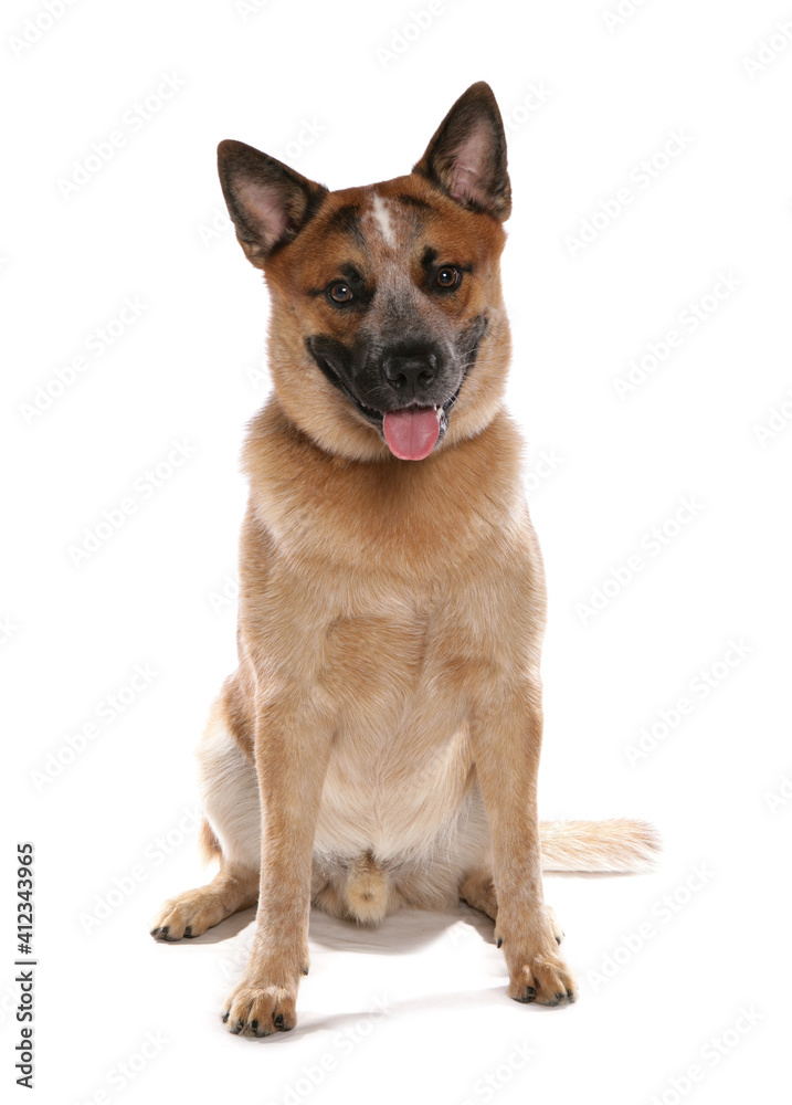 australian cattle dog