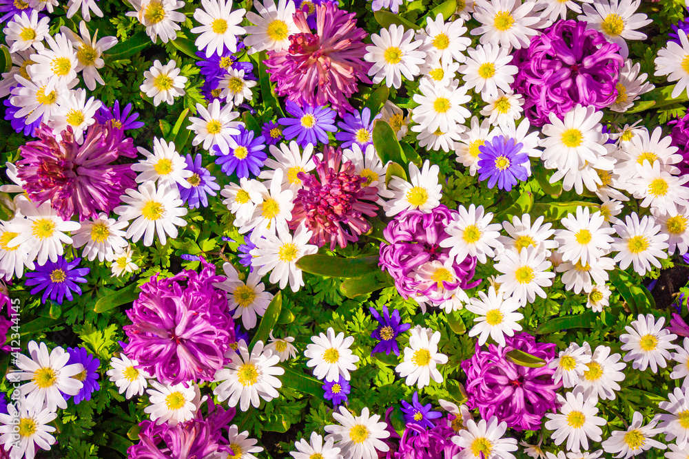 Colorful background from garden of flowers Colorful background from garden of flowers