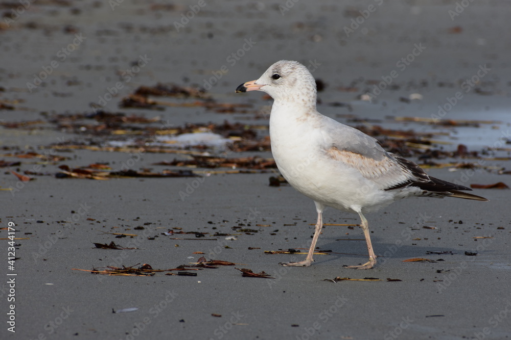 Seagull walking on the sandy beach with debris and sea foam Seagull walking on the sandy beach with debris and sea foam
