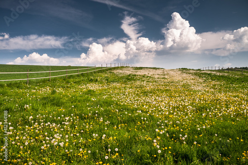 Wallpaper Mural Fields of Grass and Dandelions in Springtime Torontodigital.ca