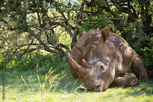 Sleeping White Rhino